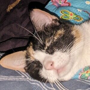 Meet your Posher, Echkidu